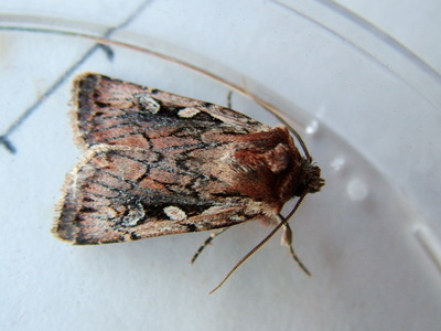 Heath Rustic